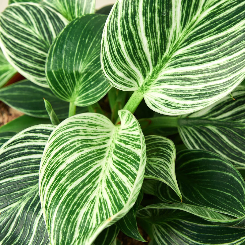 Philodendron ‘Birkin’ – Elegant, Variegated, Upright Growth