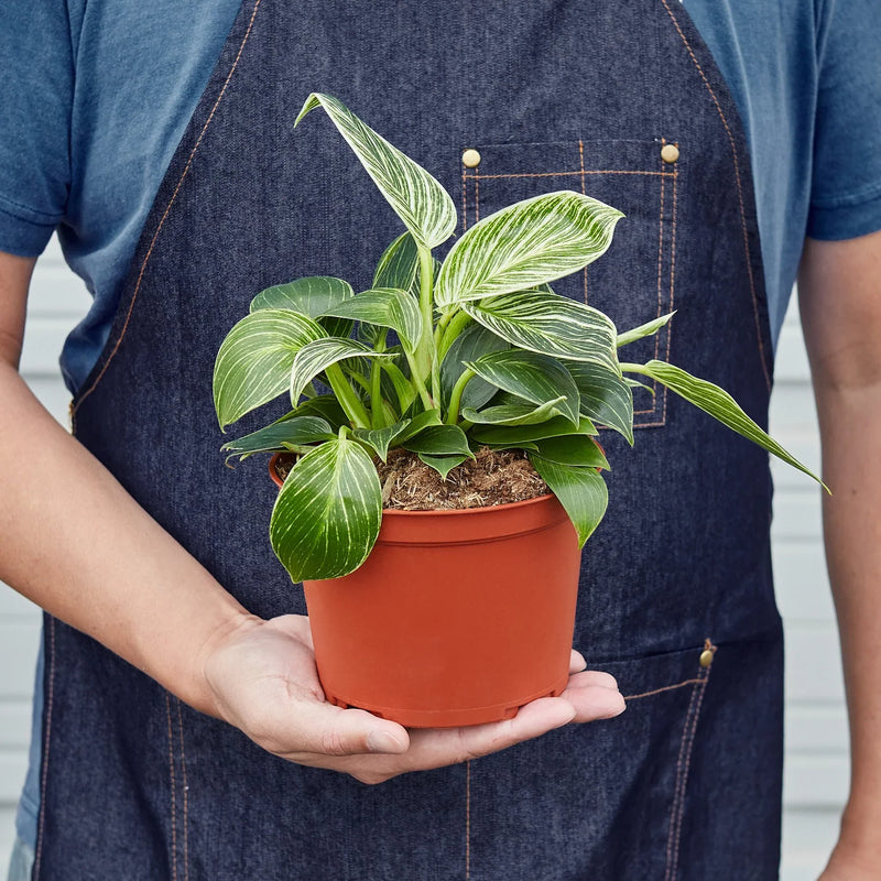 Philodendron ‘Birkin’ – Elegant, Variegated, Upright Growth