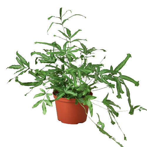 Pteris cretica 'Mayi' Ribbon Fern – Pet Safe Indoor Plant