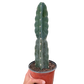 Spineless Peruvian Cactus 🌵 Cereus jamacaru – Easy Care 6" Pot