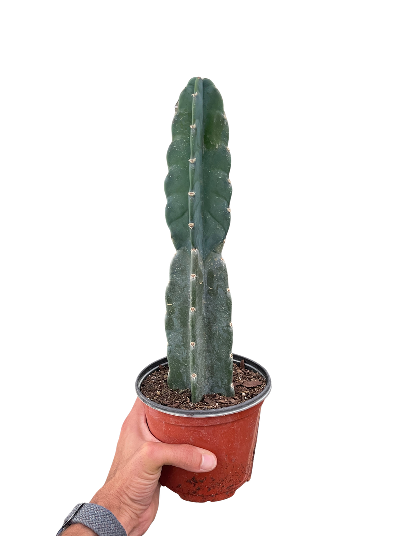 Spineless Peruvian Cactus 🌵 Cereus jamacaru – Easy Care 6" Pot