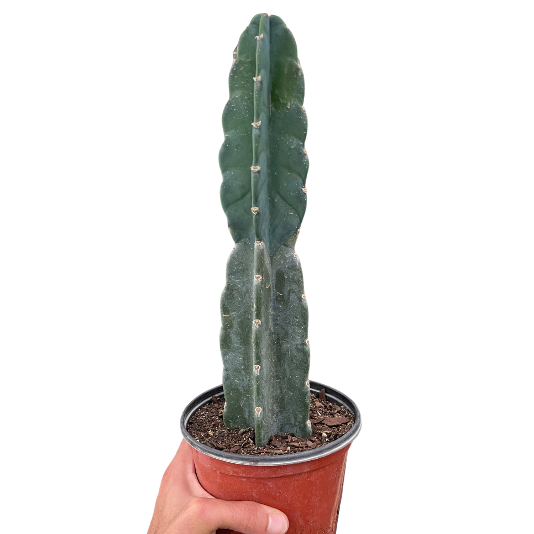 Spineless Peruvian Cactus 🌵 Cereus jamacaru – Easy Care 6" Pot