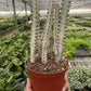 Succulent Euphorbia 'Dragon Bone'
