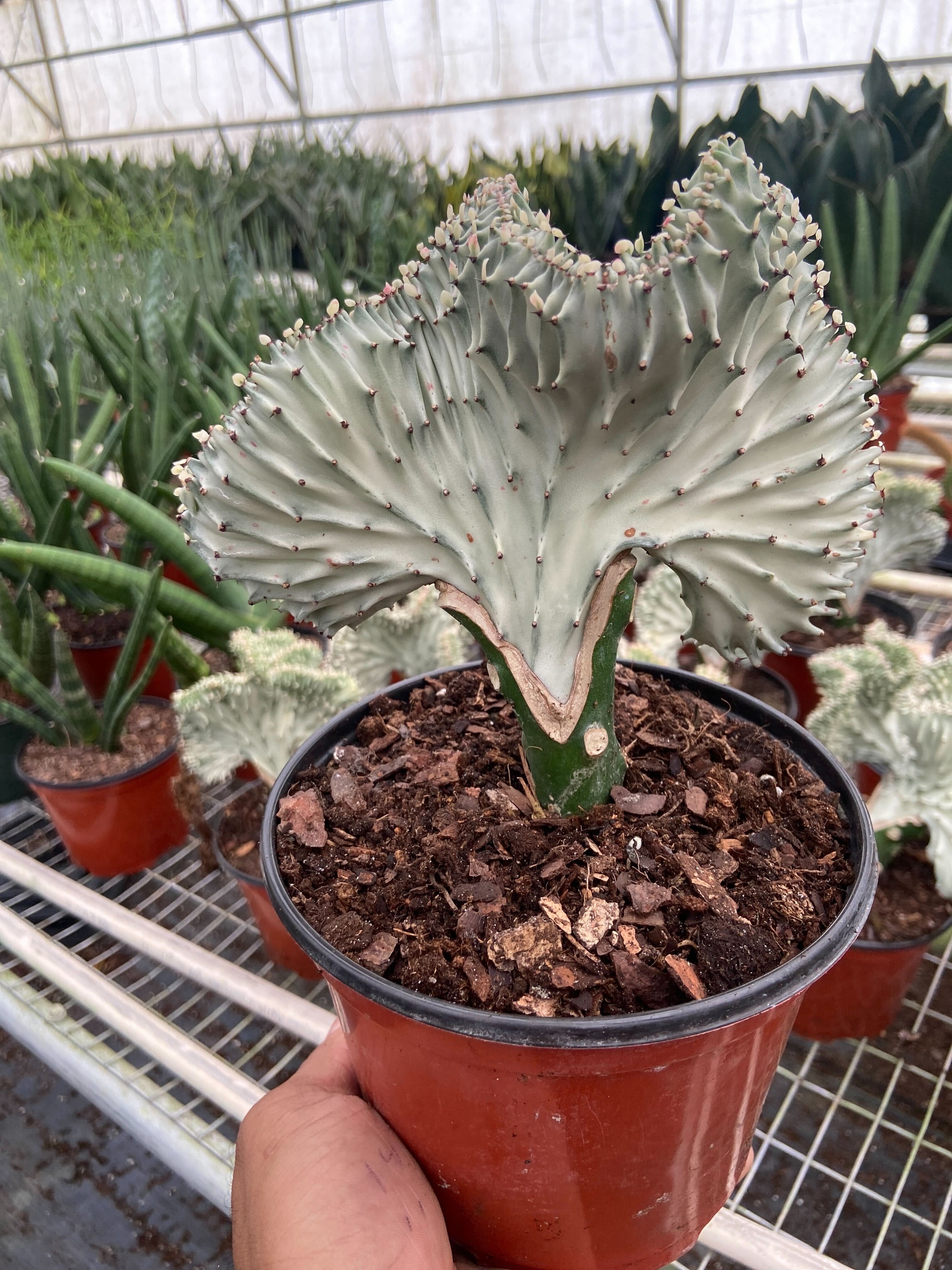 Succulent Euphorbia Lactea Ghost – The Garland Guy