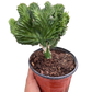Succulent Euphorbia Lactea Mermaid Tail