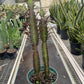 Succulent Euphorbia 'Trigona Rubra'