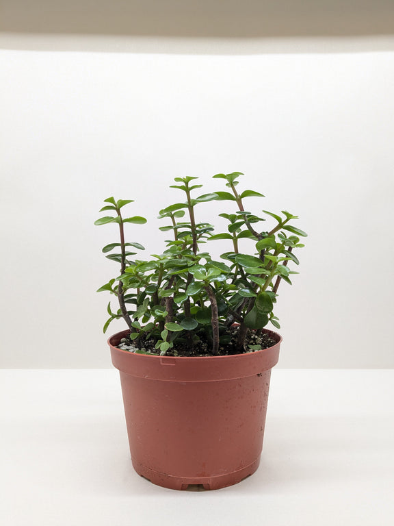 elephant succulent plant care Elephant Bush πΏ Portulacaria afra β Easy-Care Succulent (4" Pot) β The Garland Guy