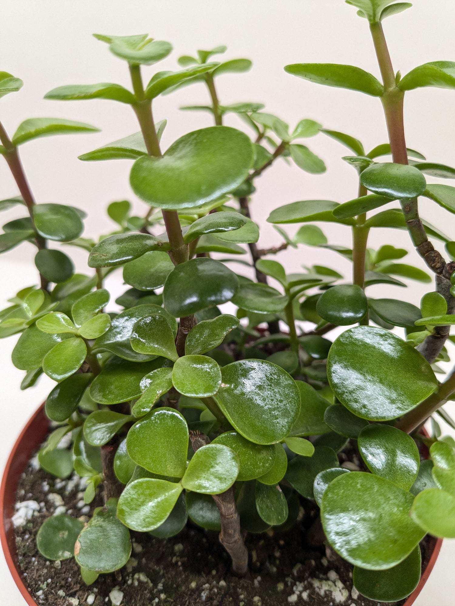 elephant bush hanging plant Elephant Bush Portulacaria afra – Easy-Care Succulent (4" Pot) – The Garland Guy