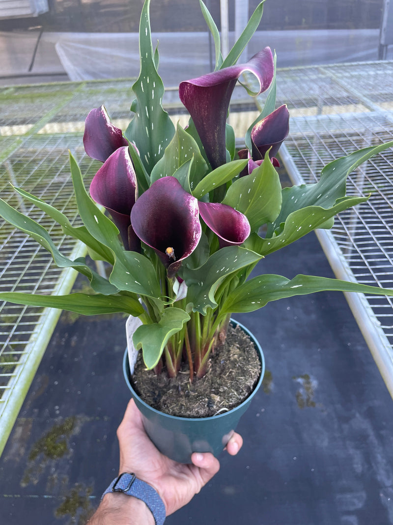 Calla Lily (Zantedeschia) – Elegant, Colorful, and Versatile