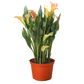 Calla Lily (Zantedeschia) – Elegant, Colorful, and Versatile