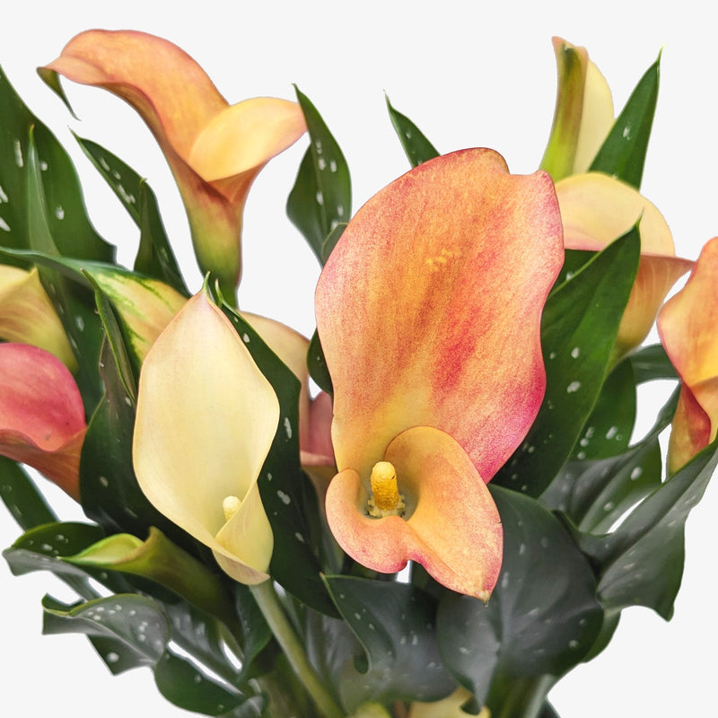 Calla Lily (Zantedeschia) – Elegant, Colorful, and Versatile