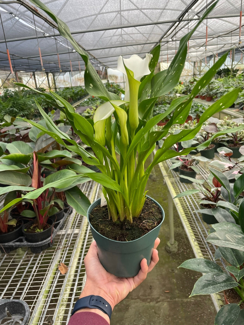 Calla Lily (Zantedeschia) – Elegant, Colorful, and Versatile