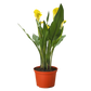 Calla Lily (Zantedeschia) – Elegant, Colorful, and Versatile