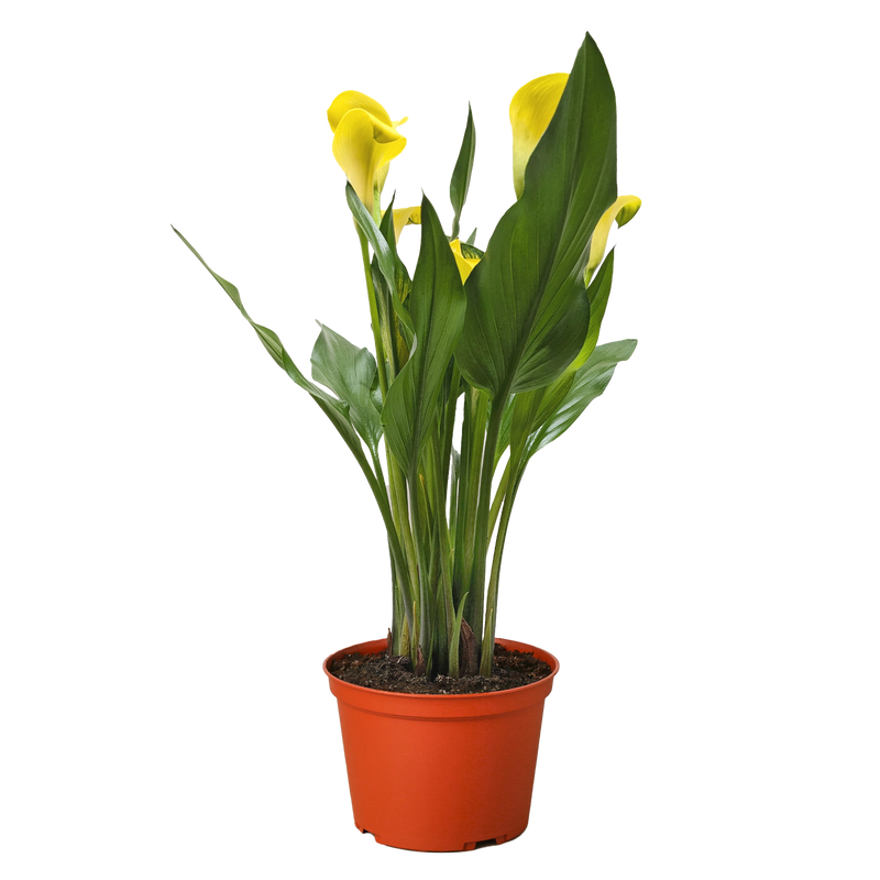 Calla Lily (Zantedeschia) – Elegant, Colorful, and Versatile