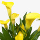 Calla Lily (Zantedeschia) – Elegant, Colorful, and Versatile