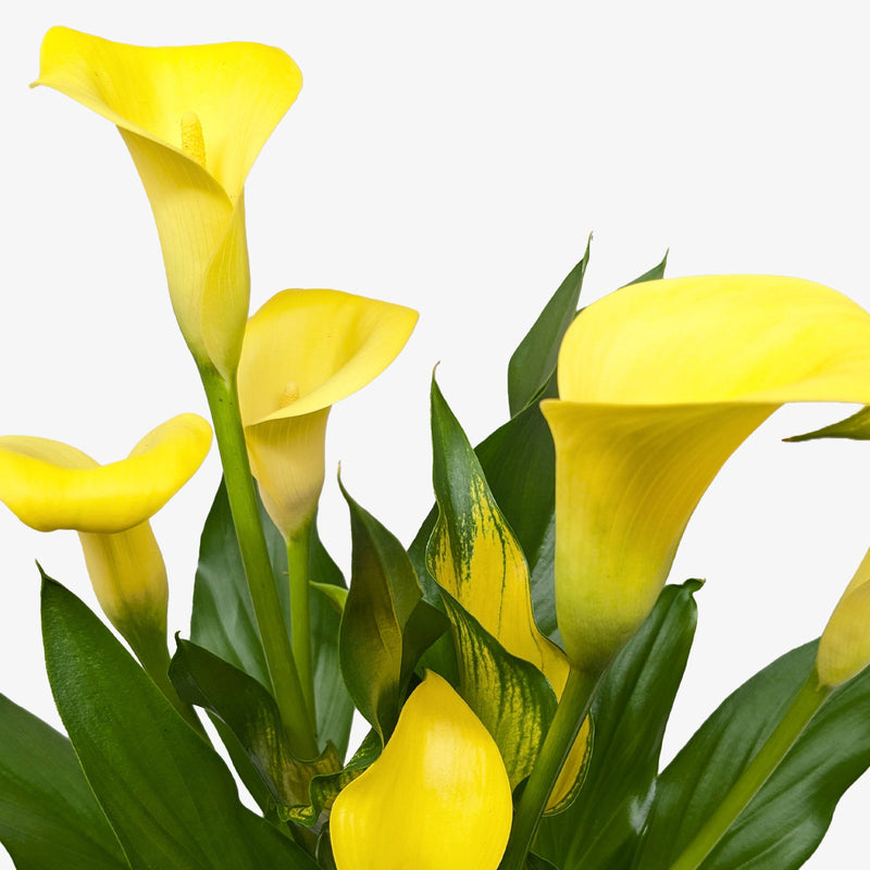 Calla Lily (Zantedeschia) – Elegant, Colorful, and Versatile