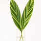 Variegated Ginger Leaf Bunches – 10 Stems of Striped Tropical Greenery (14–18")