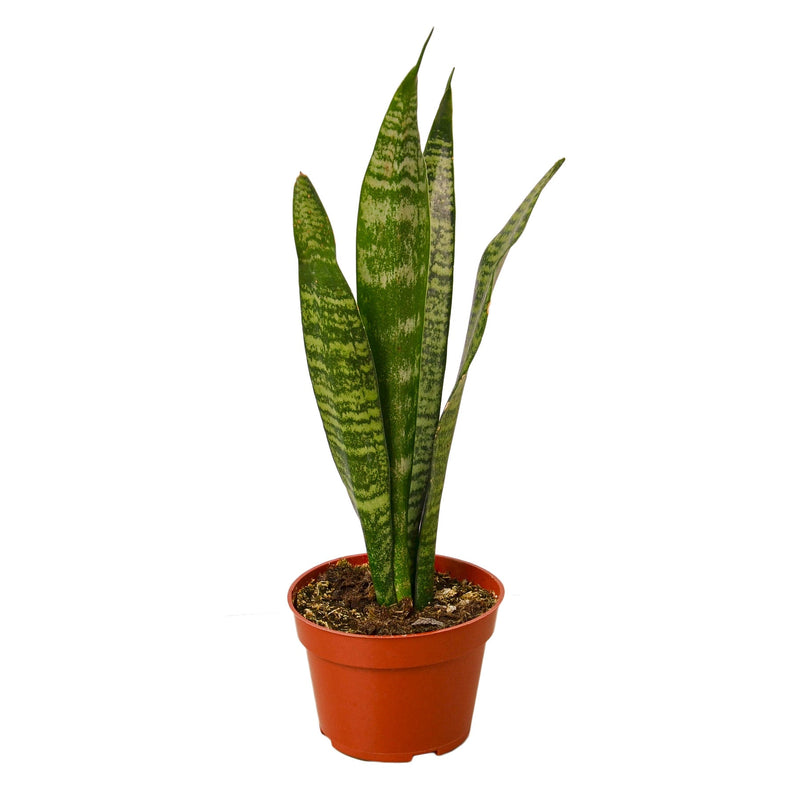 Snake Plant ‘Zeylanica’ (Sansevieria trifasciata) – Low-Maintenance, Air-Purifying Houseplant