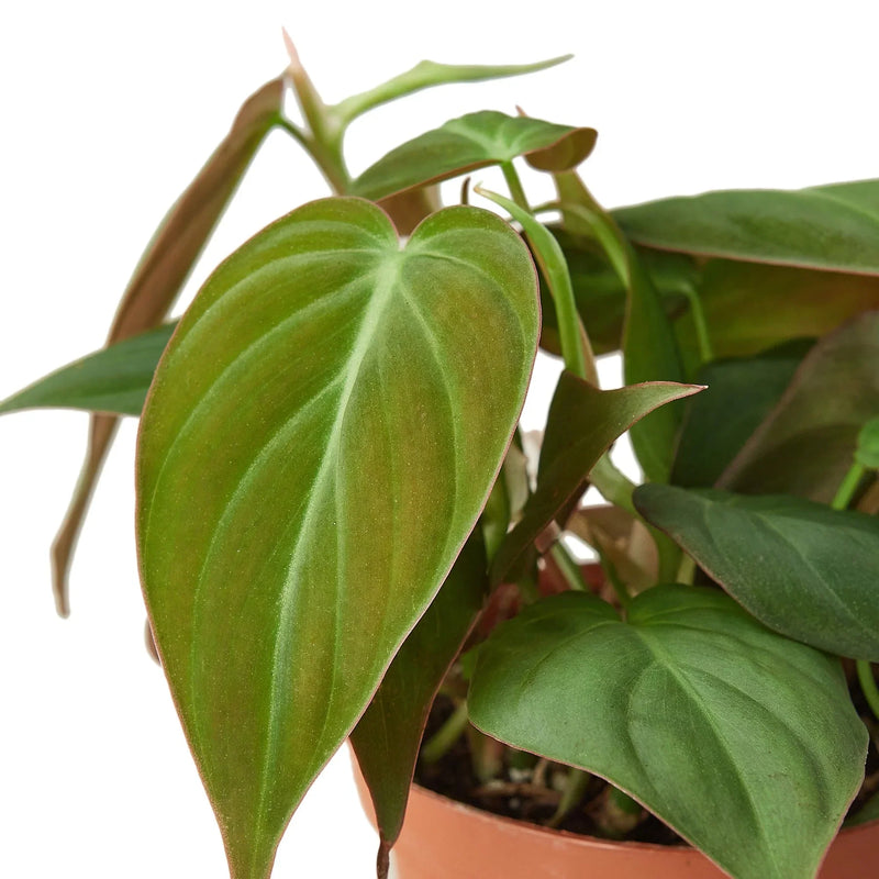 Philodendron Micans (Philodendron hederaceum) – Velvety, Vining, and Elegant