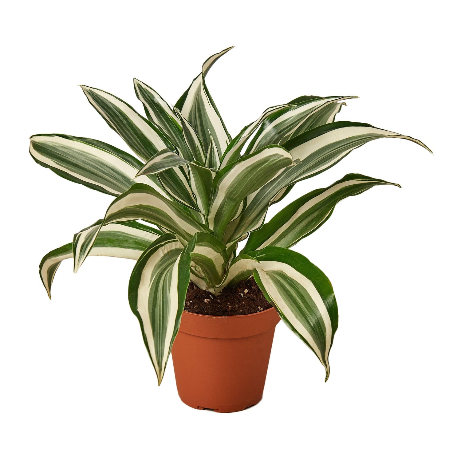 Dracaena Warneckii ‘White Jewel’ (Dragon Tree) – Elegant Variegated Indoor Plant