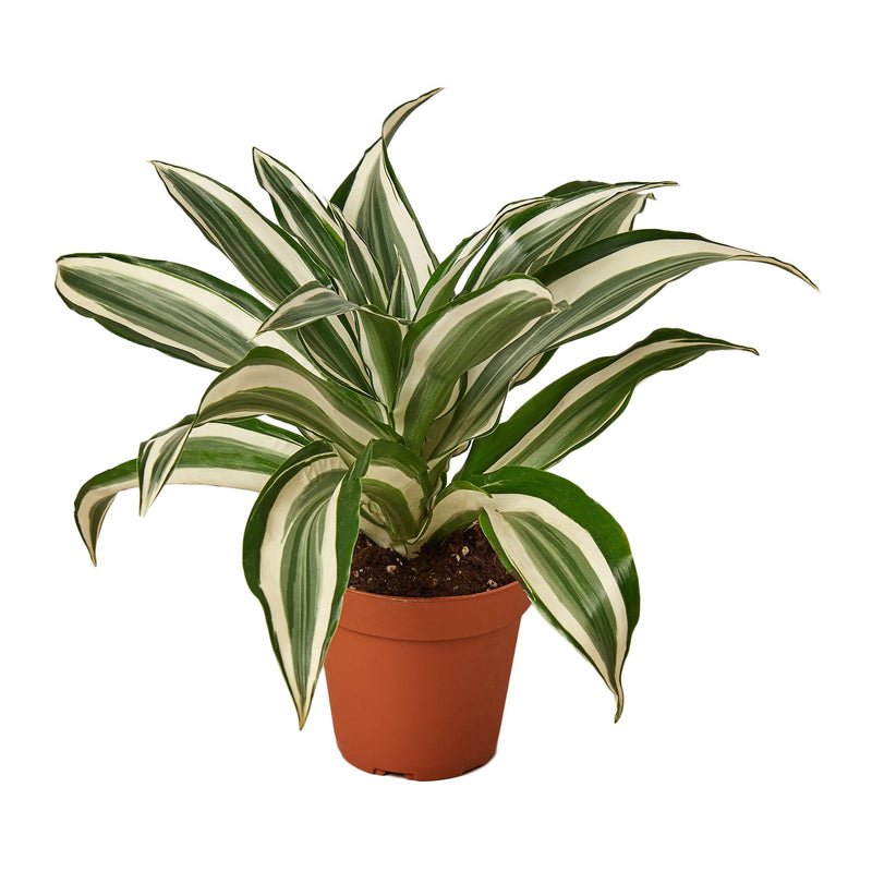 Dracaena Warneckii ‘White Jewel’ (Dragon Tree) – Elegant Variegated Indoor Plant