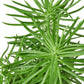 Succulent Senecio 'Himalayan' - 4" Pot