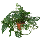 Monstera adansonii (Swiss Cheese Vine) – Exotic Climbing Houseplant
