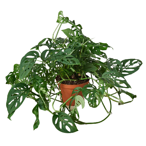 Monstera adansonii (Swiss Cheese Vine) – Exotic Climbing Houseplant