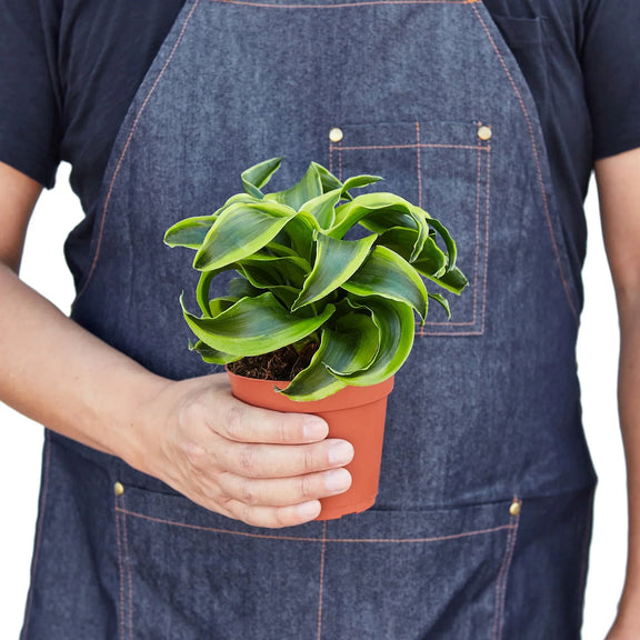 dracaena tornado swirl plant The Snobby Leaf | Dracaena 'Tornado' - 4 inch Pot