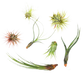 7 Air Plant Variety Pack - Tillandsias