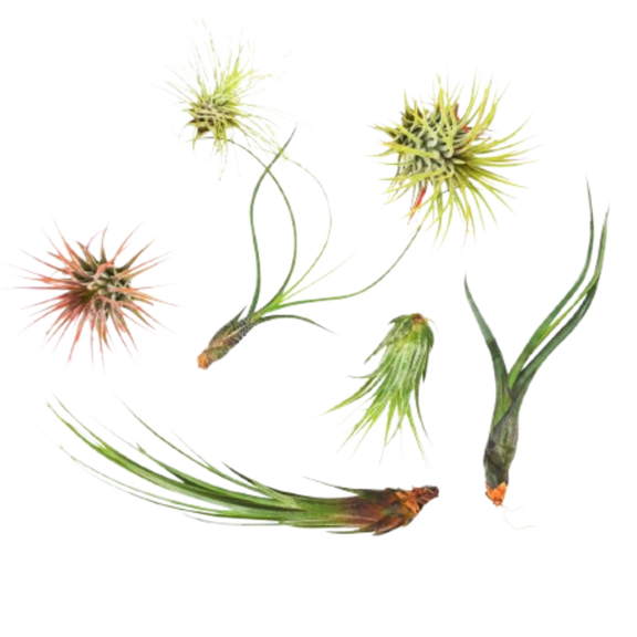 air plant variety pack 7 Tillandsia Air Plants 2-7in