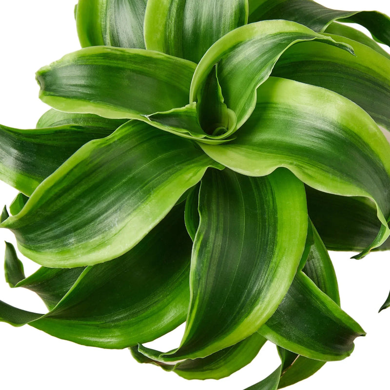 Dracaena ‘Tornado’ (Dracaena fragrans) – Spiral Beauty with Variegated Leaves