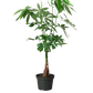 Money Tree (Pachira aquatica) – Braided Trunk, Good Fortune & Easy Care