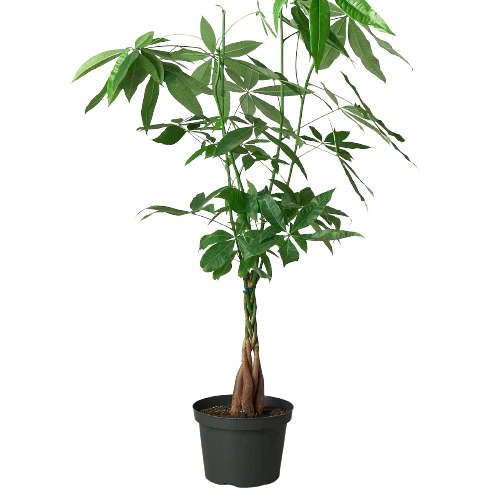 Money Tree (Pachira aquatica) – Braided Trunk, Good Fortune & Easy Care