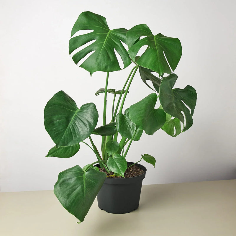 Philodendron Monstera deliciosa – Iconic Swiss Cheese Plant