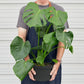 Philodendron Monstera deliciosa – Iconic Swiss Cheese Plant