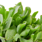 Ripple Jade Succulent