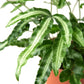 Pteris Cretica 'Albo Fern'