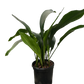 Aspidistra 'Cast Iron'