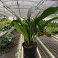 Aspidistra 'Cast Iron'
