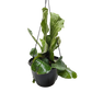 Fern 'Elephant'