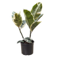 Ficus Elastica 'Tineke'