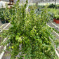 Lipstick Curly Plant (Aeschynanthus radicans) – Vibrant, Trailing, and Eye-Catching