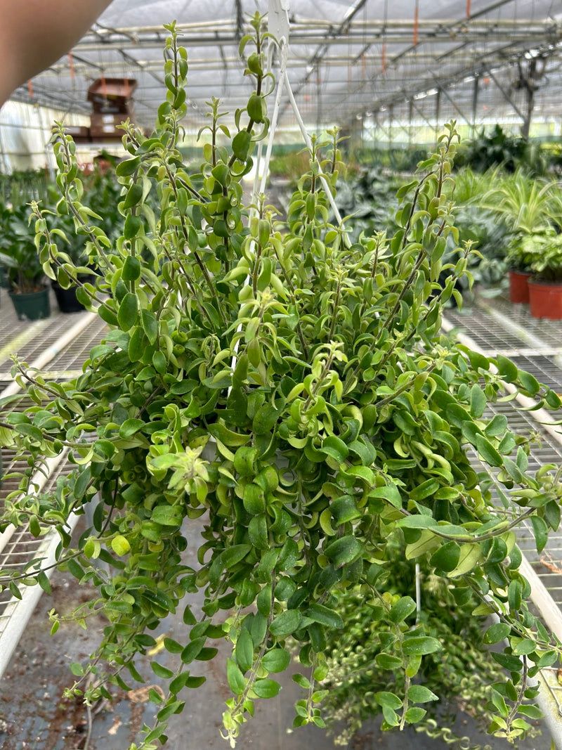 Lipstick Curly Plant (Aeschynanthus radicans) – Vibrant, Trailing, and Eye-Catching
