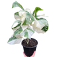 Monstera deliciosa ‘Albo Borsigiana’ (Variegated Monstera) – Rare Collector’s Treasure