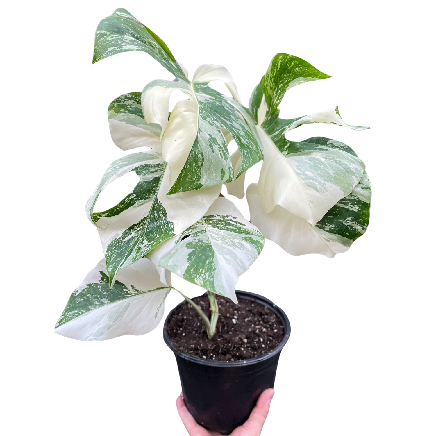 Monstera deliciosa ‘Albo Borsigiana’ (Variegated Monstera) – Rare Collector’s Treasure