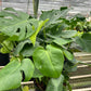 Philodendron Monstera deliciosa – Iconic Swiss Cheese Plant