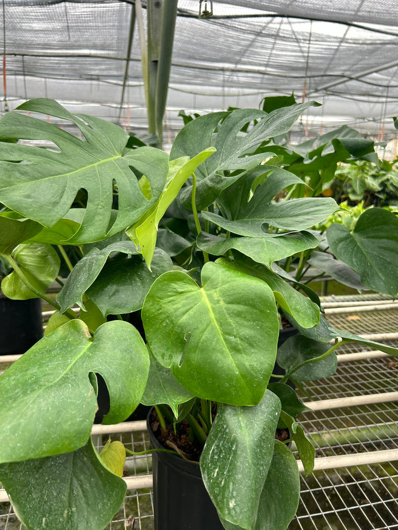 Philodendron Monstera deliciosa – Iconic Swiss Cheese Plant