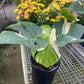 Monstera ‘Thai Constellation’ – Rare Variegated Splendor
