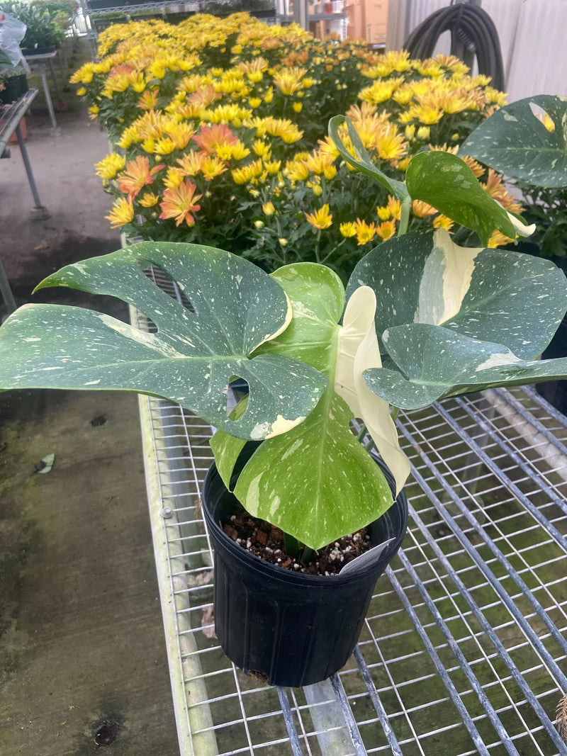 Monstera ‘Thai Constellation’ – Rare Variegated Splendor